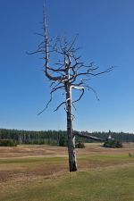 Old Macdonald Ghost Tree Vertical